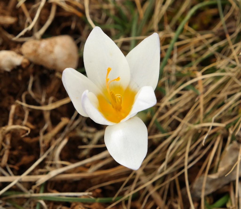 Изображение особи Crocus tauricus.