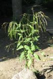 Arabis pendula