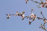 Amygdalus communis