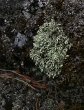 genus Parmelia. Таллом. Пермский край, Лысьвинский р-н, камень Ростун, обнажение известняков. 29.04.2018.
