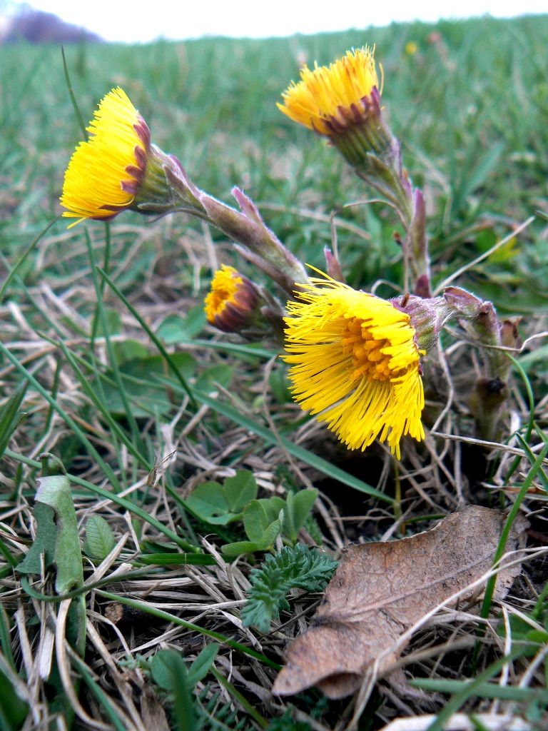 Image of Tussilago farfara specimen.