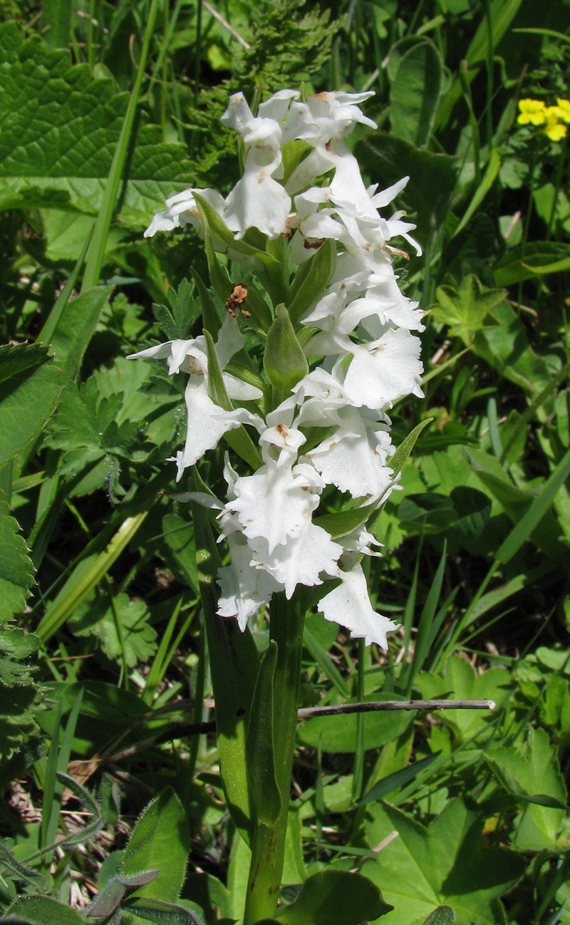 Изображение особи Dactylorhiza euxina.