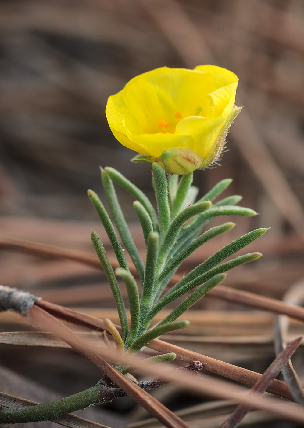 Изображение особи Fumana procumbens.