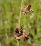 Salvia stepposa. Часть соплодия. Чувашия, окр. г. Шумерля, Кумашкинский заказник, Соколова поляна. 6 июля 2010 г.