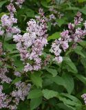 Syringa &times; henryi