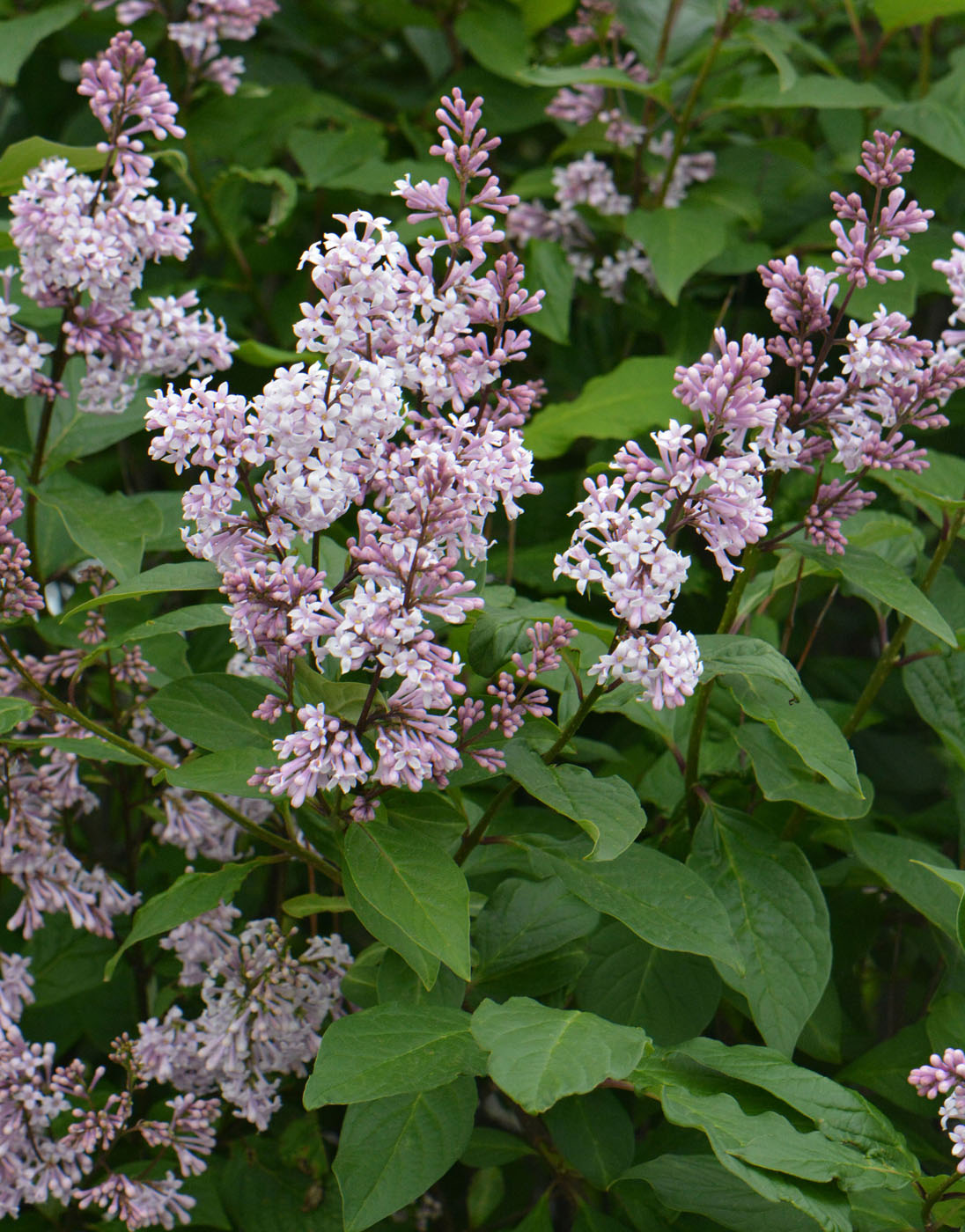 Image of Syringa &times; henryi specimen.