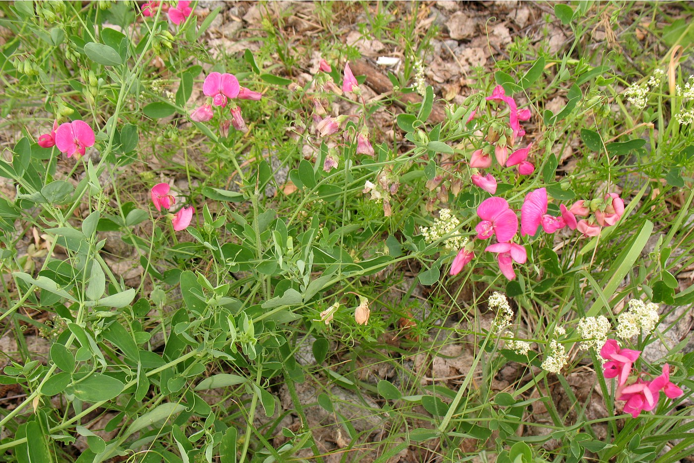 Image of Lathyrus tuberosus specimen.