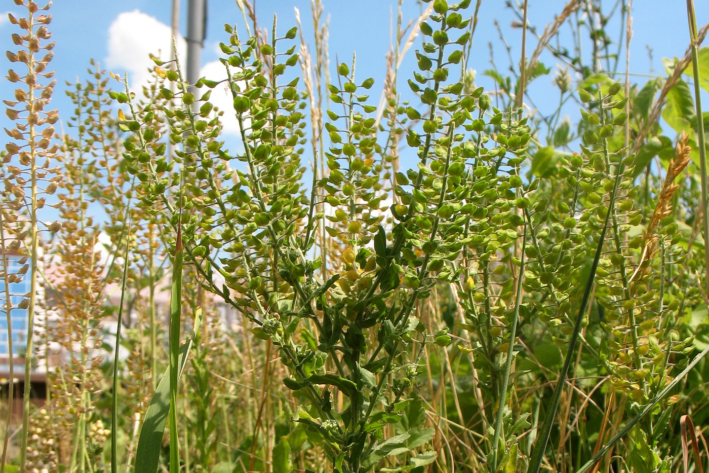 Image of Lepidium campestre specimen.