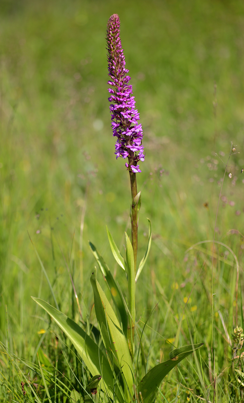 Изображение особи Gymnadenia densiflora.