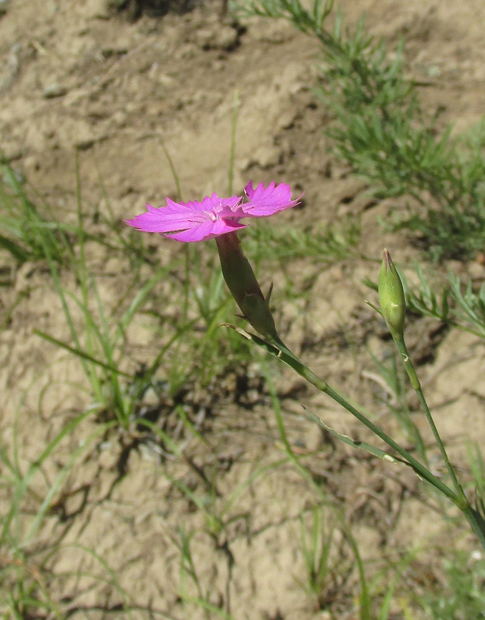 Изображение особи Dianthus versicolor.