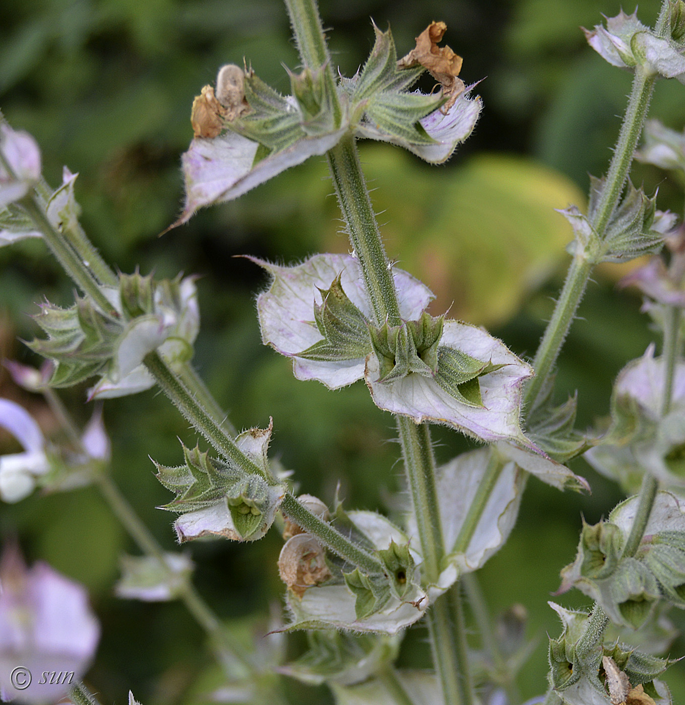 Image of Salvia sclarea specimen.