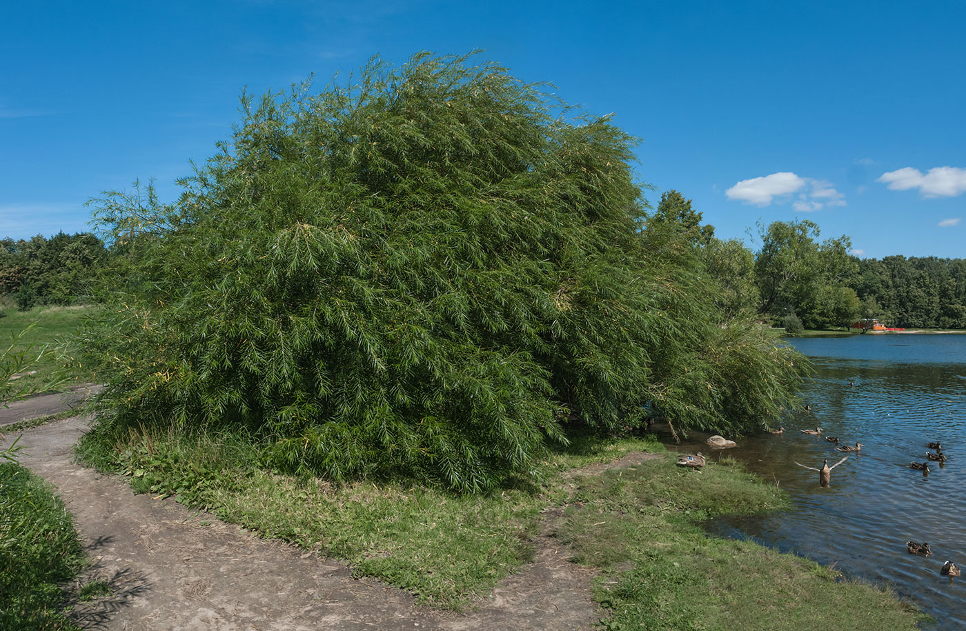 Image of Salix schwerinii specimen.