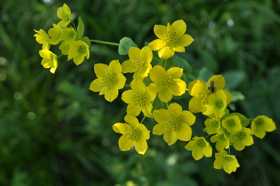 Изображение особи Bupleurum aureum ssp. porfirii.