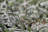 Teucrium fruticans