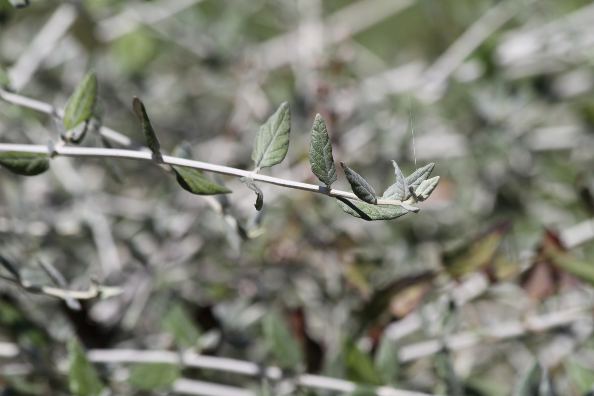 Изображение особи Teucrium fruticans.