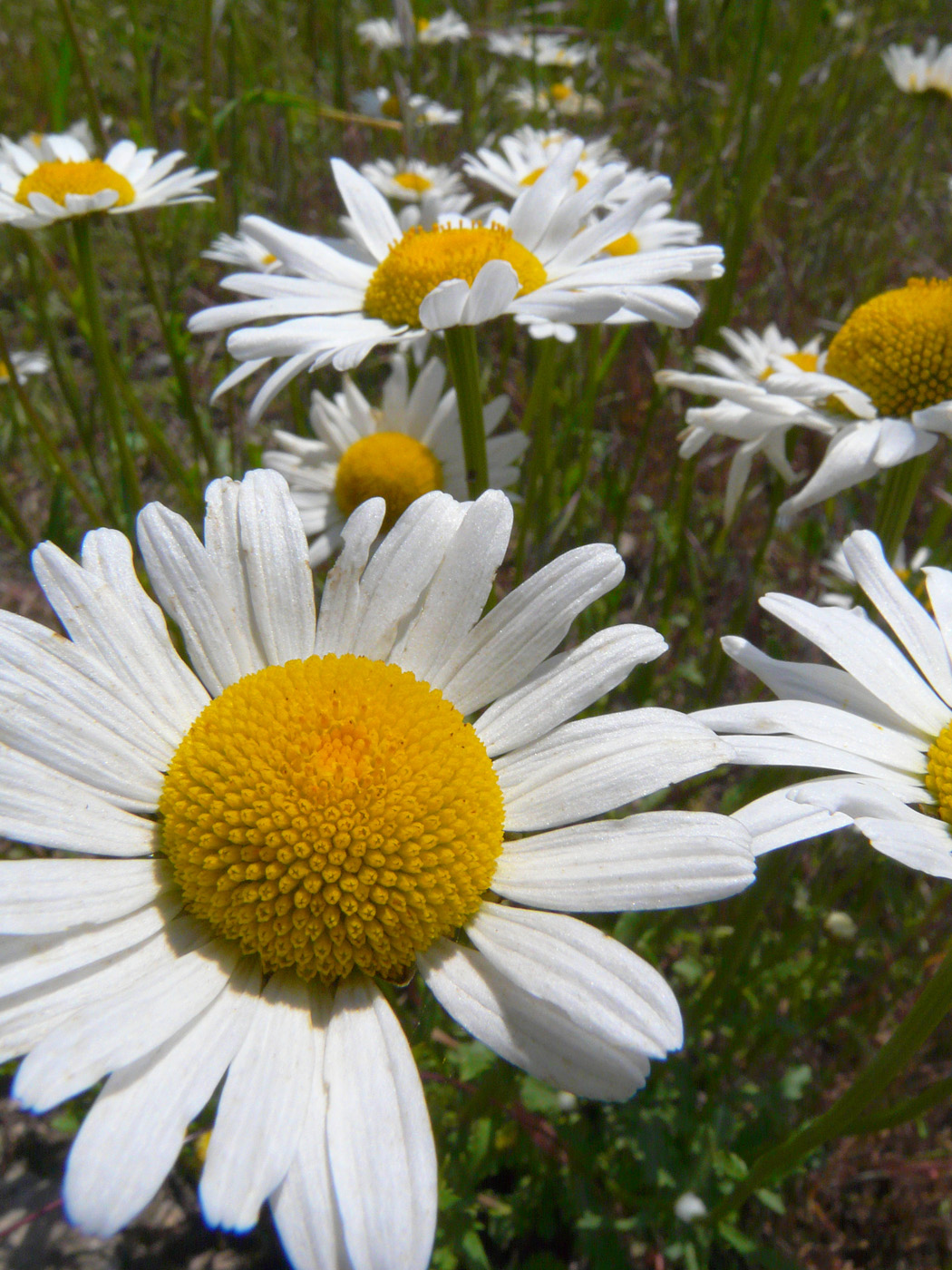 Image of Leucanthemum vulgare specimen.