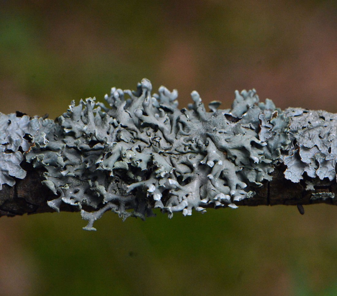 Image of Hypogymnia physodes specimen.