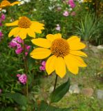 Heliopsis подвид scabra