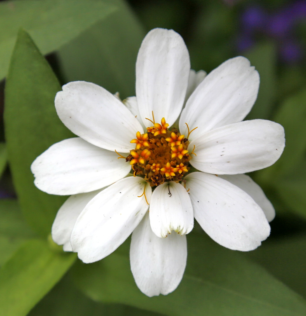 Изображение особи Zinnia angustifolia.