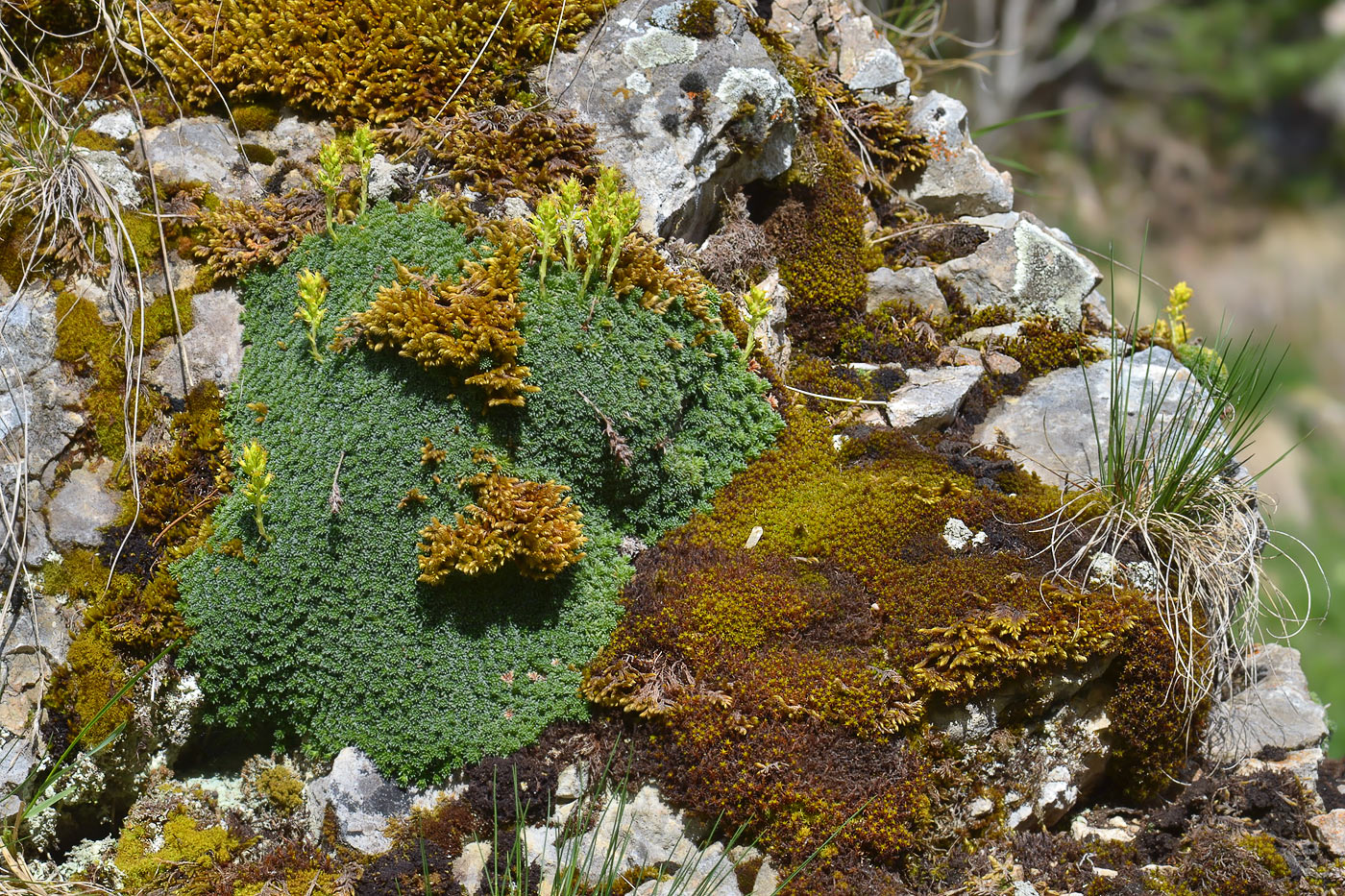 Image of Saxifraga unifoveolata specimen.