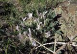 род Astragalus. Цветущее растение. Кыргызстан, Чуйская обл., каньон Конорчек, прав. берег р. Конорчек до впадения р. Кокжарсу ≈ 1750 м н.у.м., травянистый склон горы. 04.05.2019.