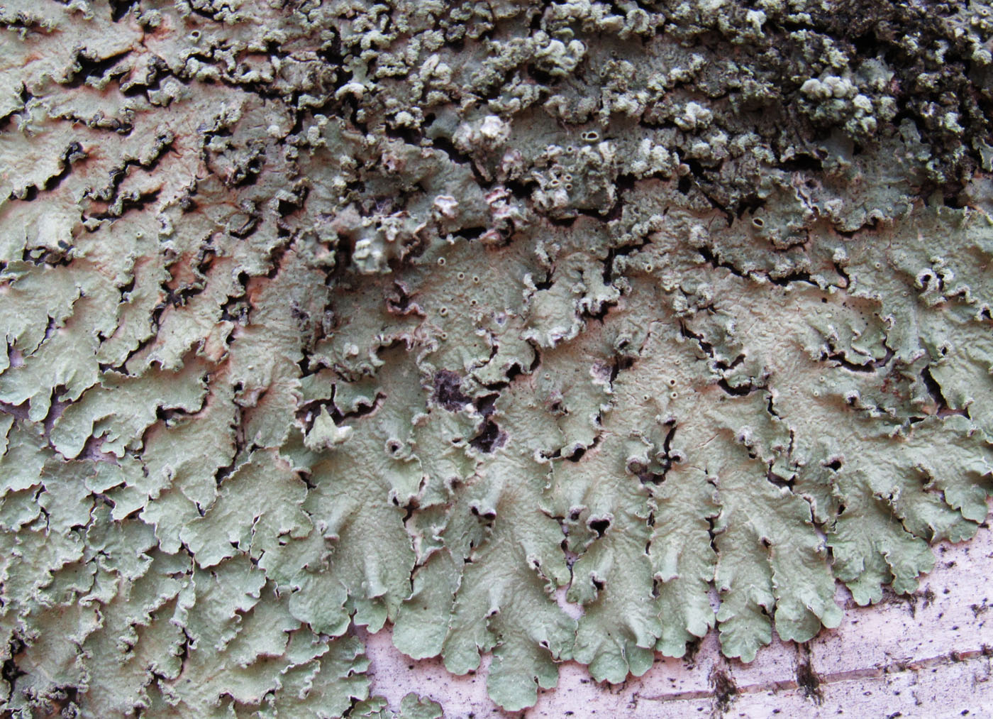 Image of Flavopunctelia soredica specimen.