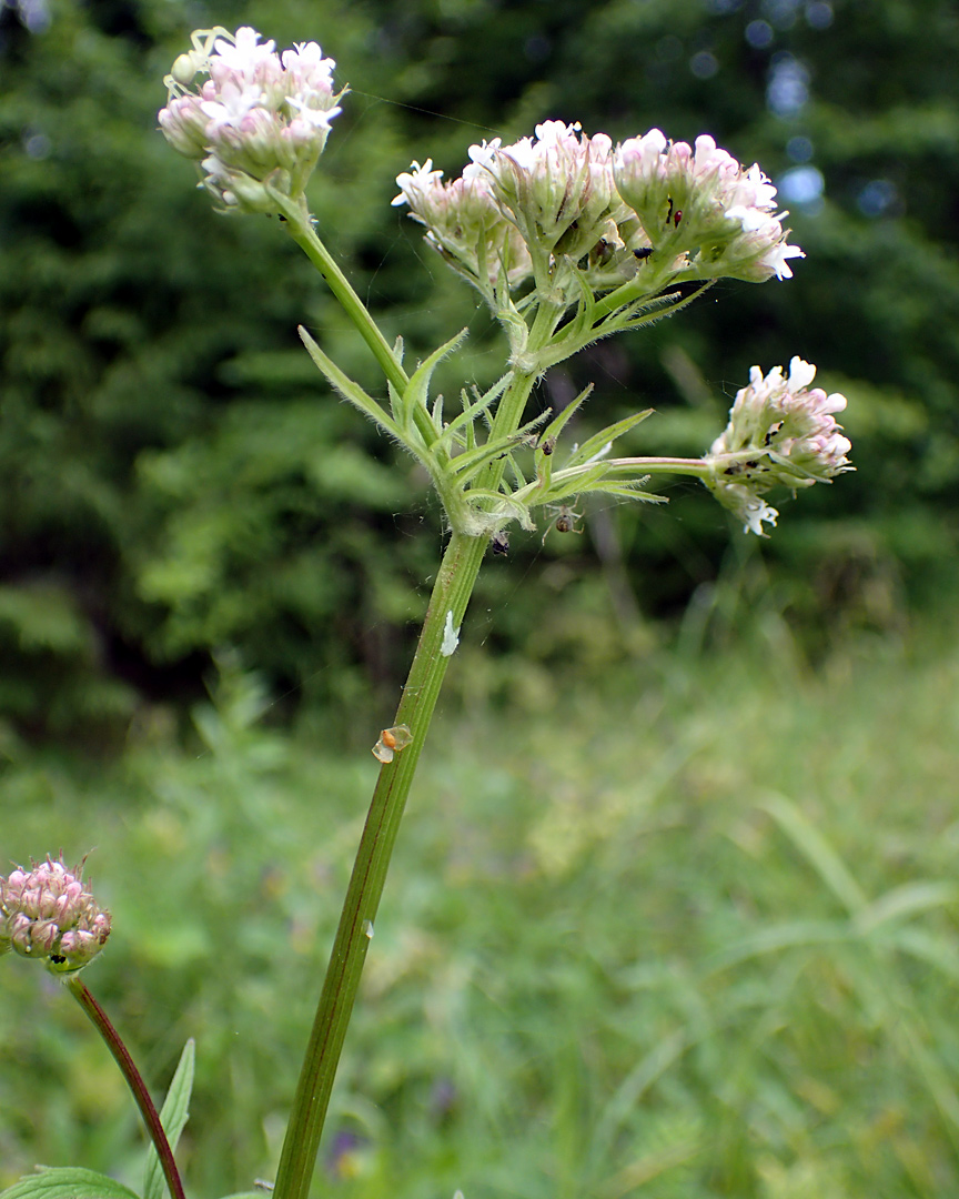 Изображение особи Valeriana officinalis.