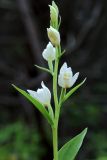 Cephalanthera damasonium