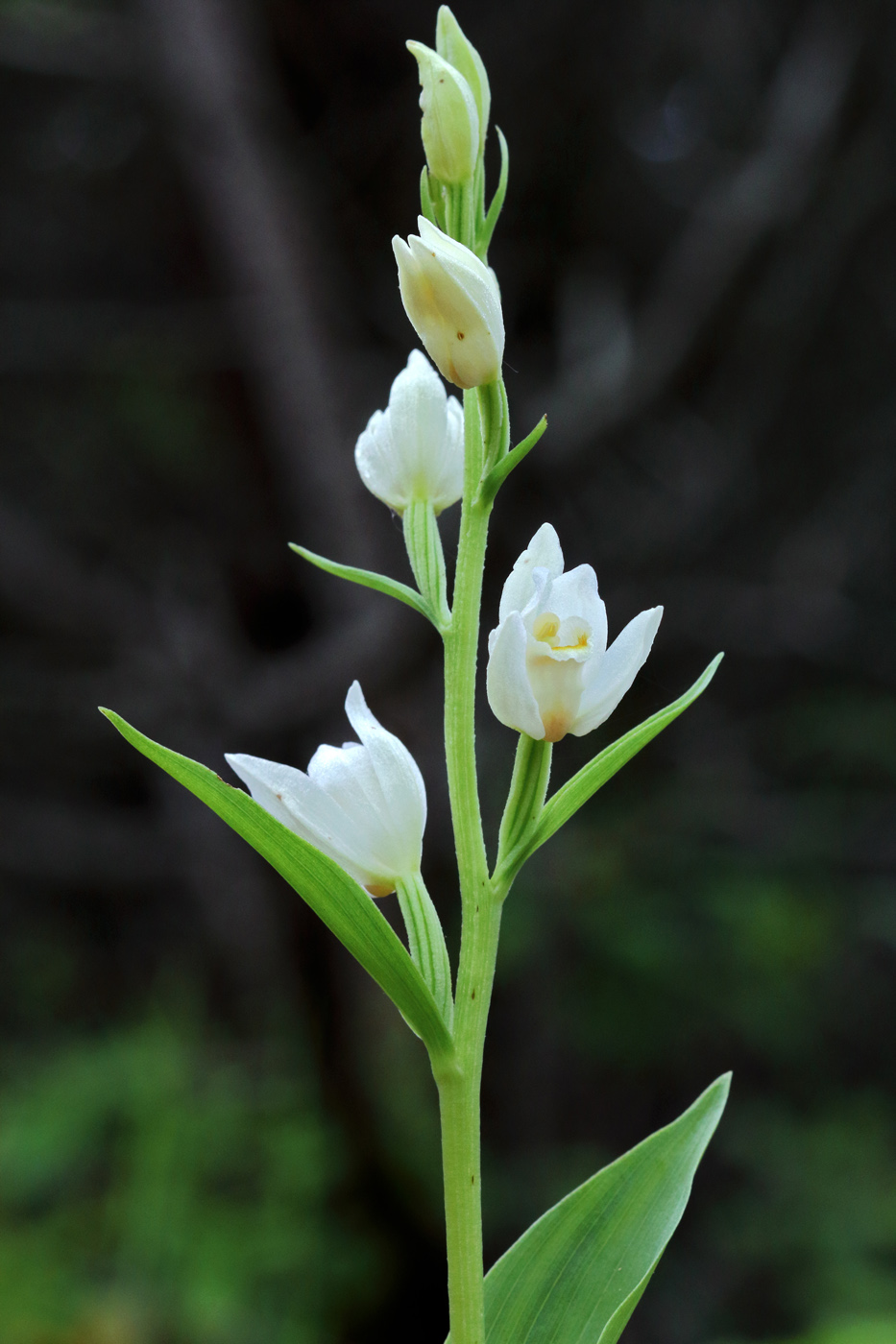 Image of Cephalanthera damasonium specimen.