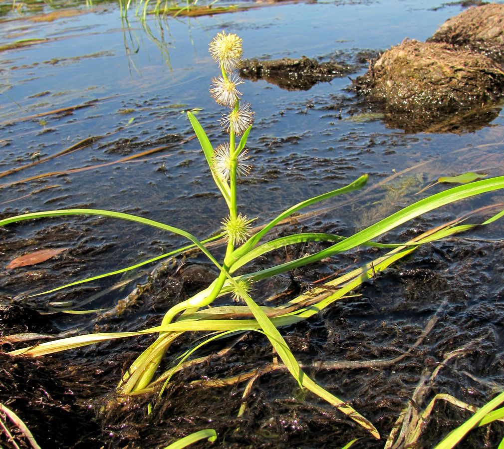 Изображение особи Sparganium emersum.