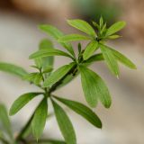 Galium aparine