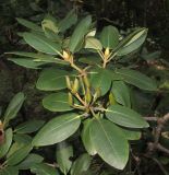 Rhododendron catawbiense