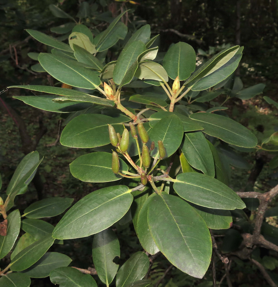 Image of Rhododendron catawbiense specimen.