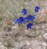 Delphinium grandiflorum