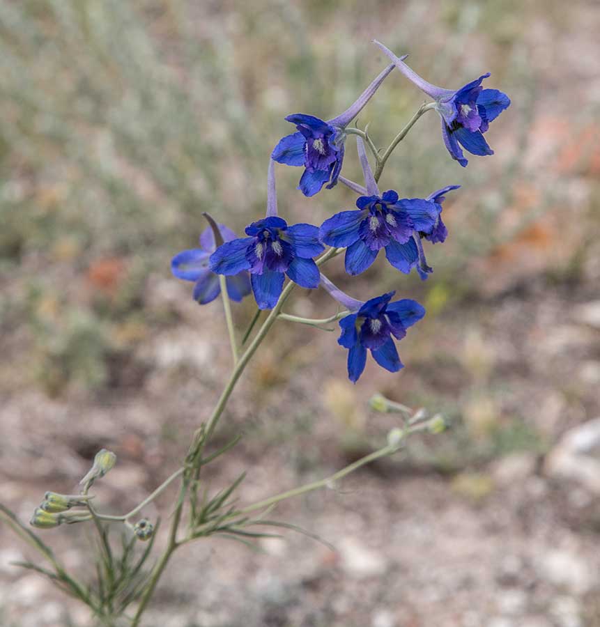 Image of Delphinium grandiflorum specimen.