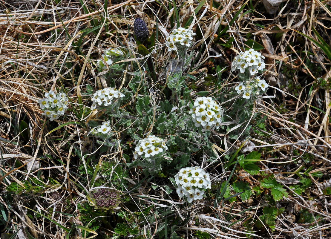 Изображение особи Smelowskia calycina.