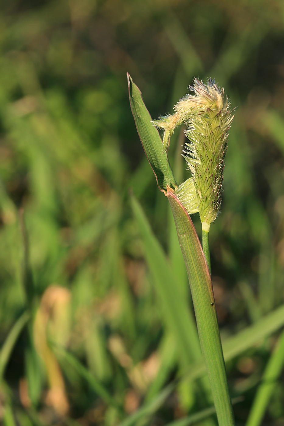 Image of Alopecurus aequalis specimen.