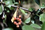 Berberis nummularia