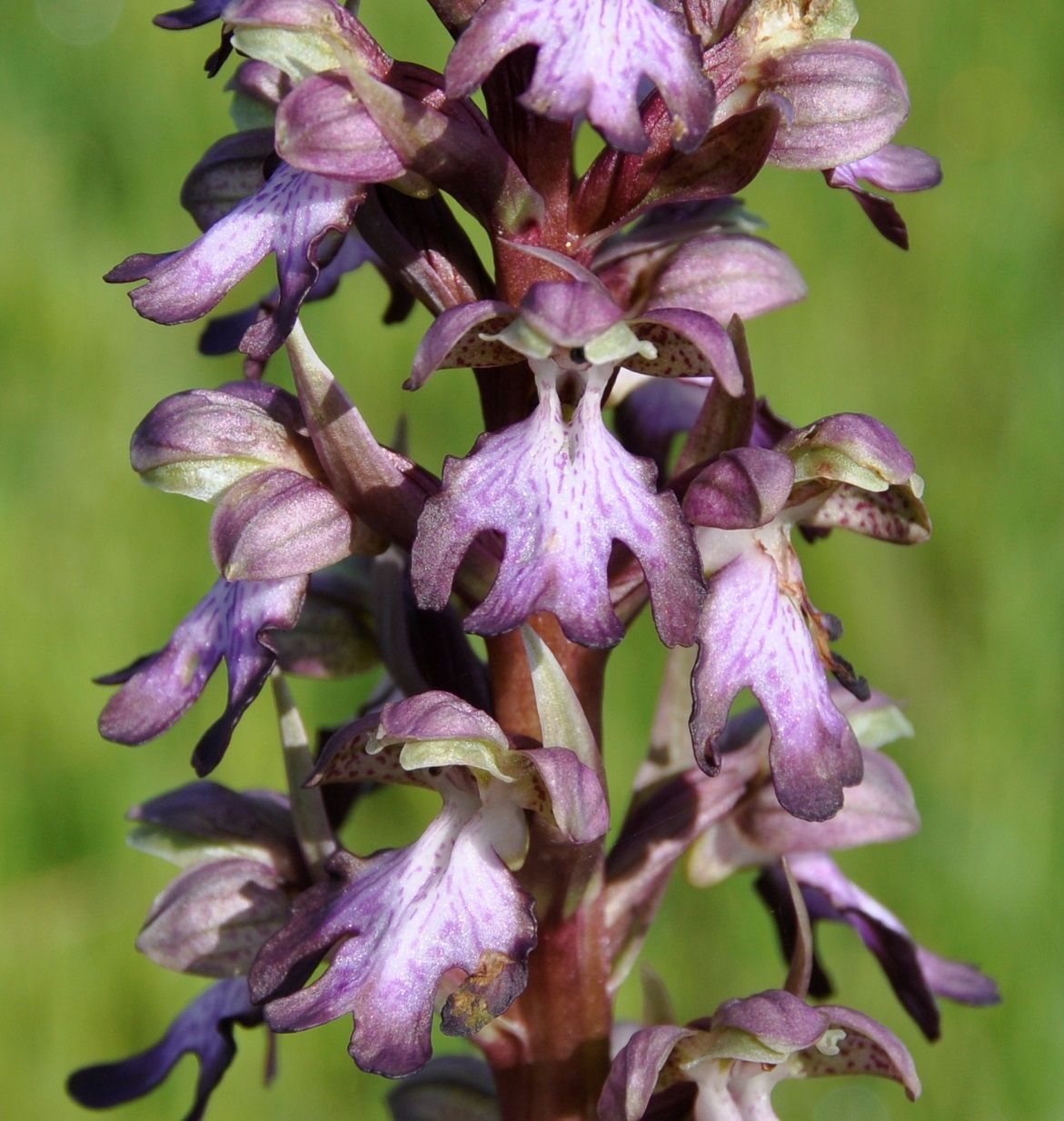 Изображение особи Himantoglossum robertianum.