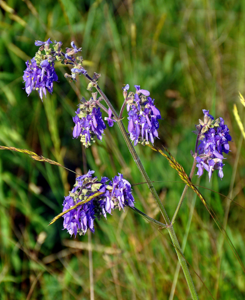 Изображение особи Salvia nutans.