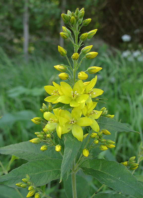 Image of Lysimachia vulgaris specimen.