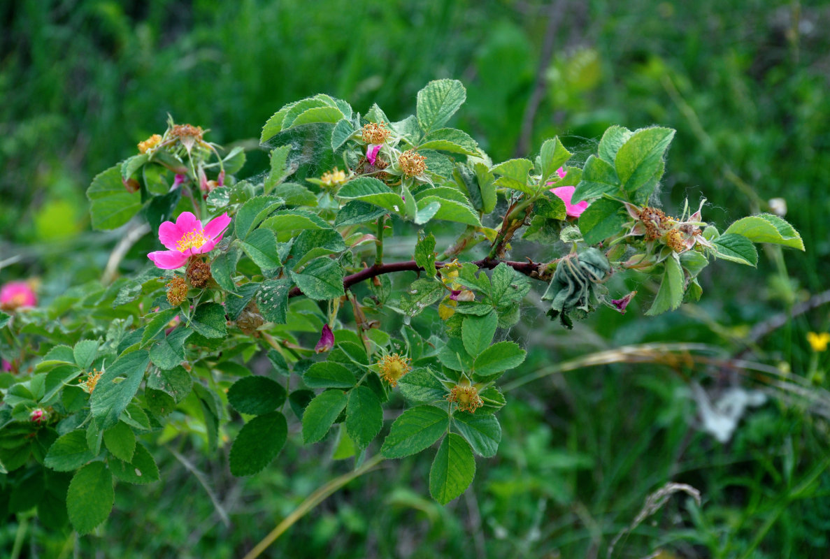 Изображение особи род Rosa.