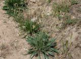 Plantago lanceolata. Цветущие растения. Кыргызстан, Иссык-Кульская обл., восточная окр. с. Бостери, пустырь южнее ул. Мамынтова. 02.06.2019.