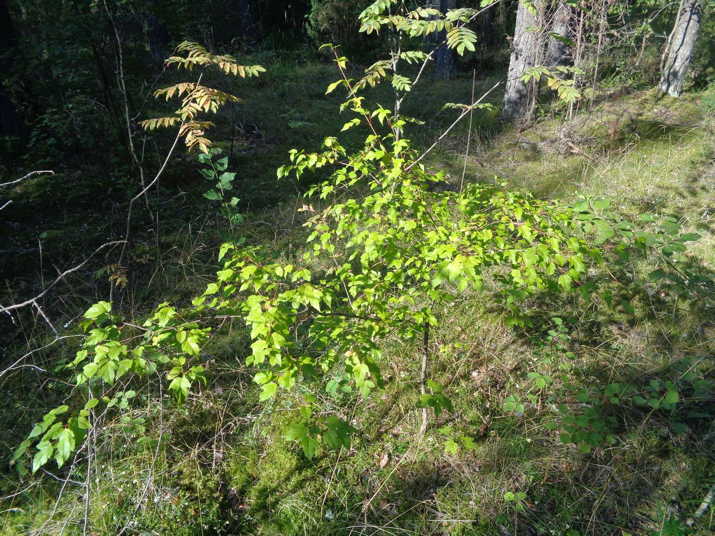 Image of Acer tataricum specimen.