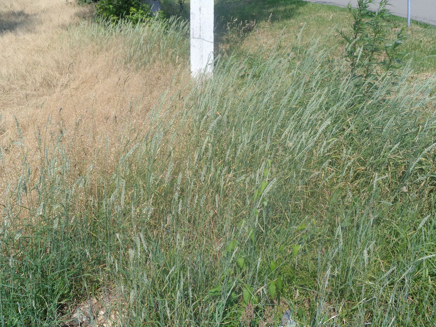 Image of Elytrigia repens specimen.