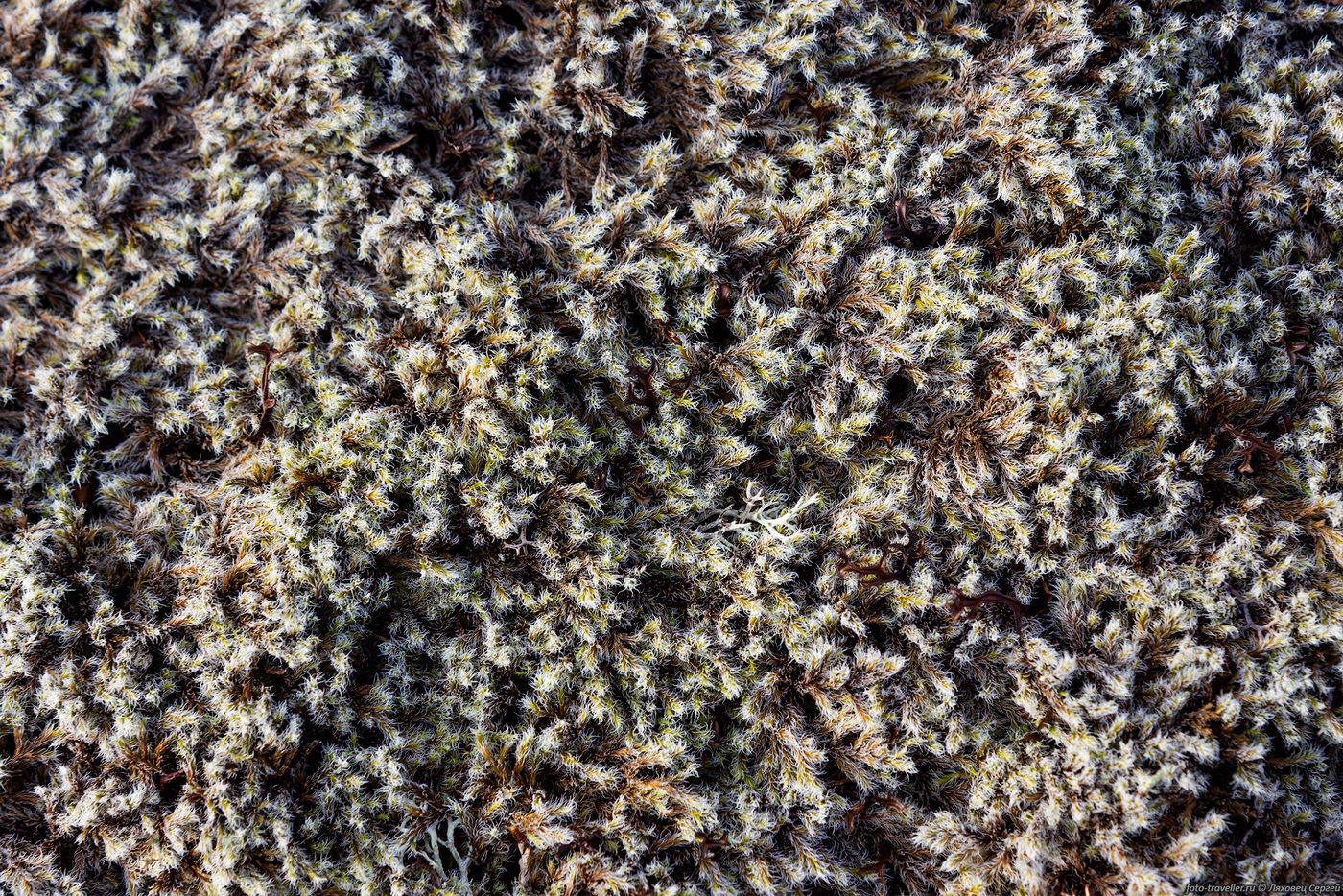 Image of Racomitrium lanuginosum specimen.