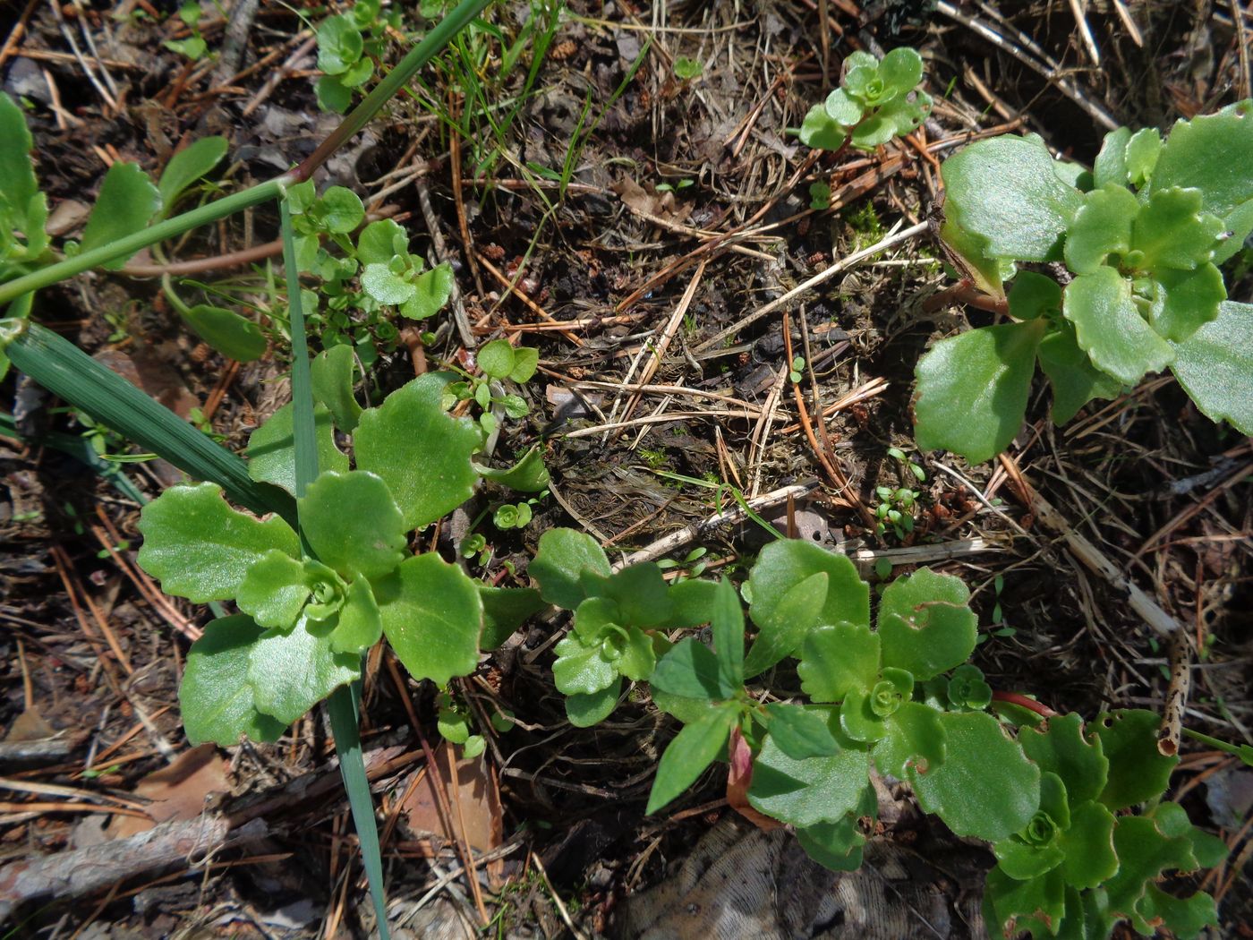 Изображение особи Sedum spurium.