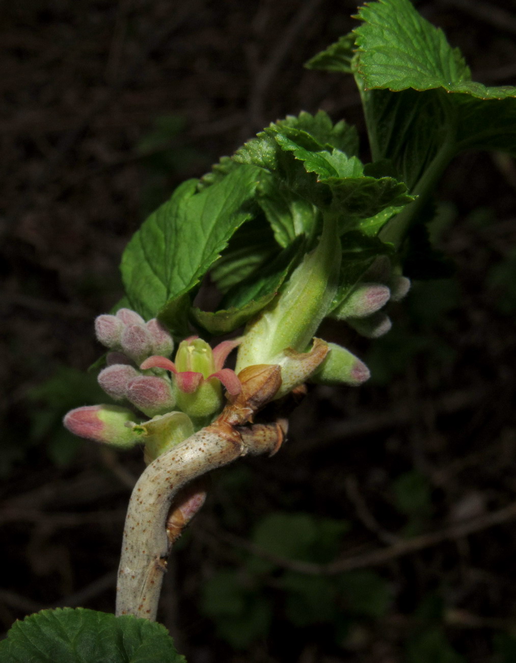 Изображение особи Ribes nigrum.