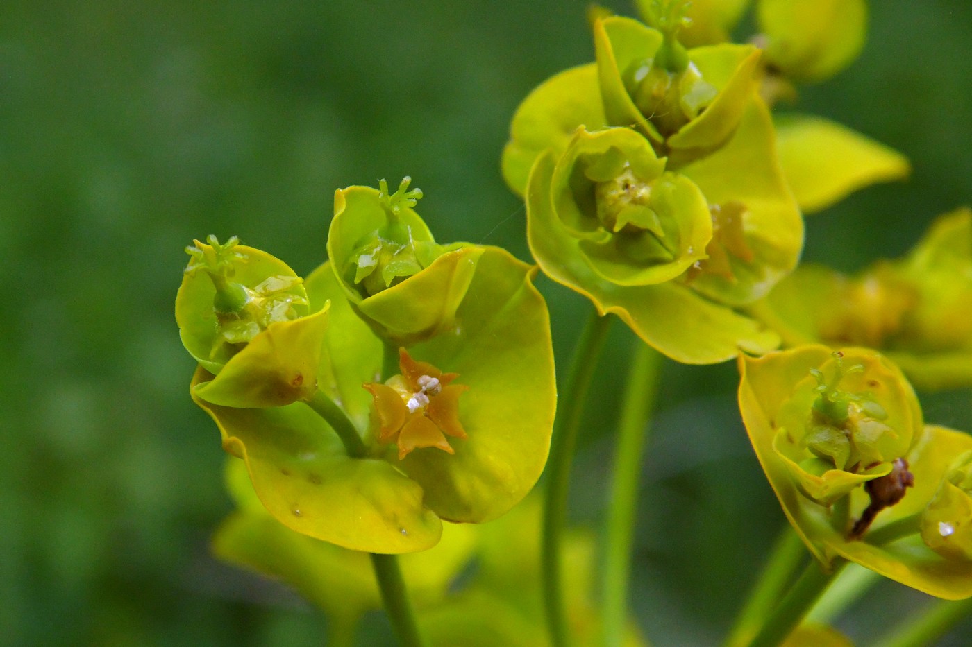 Изображение особи Euphorbia iberica.