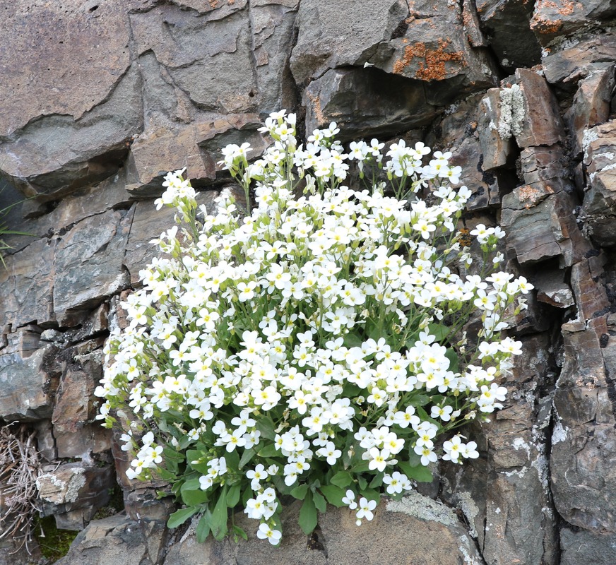 Image of Arabis caucasica specimen.
